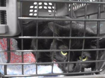 Domestic Short Hair Cats Available for Adoption - ZURI | PetCurious