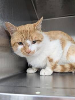 Domestic Short Hair Cats Available for Adoption - CREAMSICLE | PetCurious