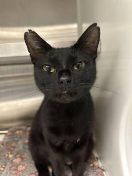 Rescue Domestic Short Hair Cats for Adoption in Hilton Head Island, South Carolina - Purrsephone | PetCurious