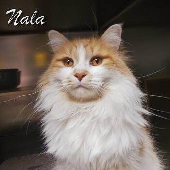 Domestic Long Hair Cats Available for Adoption - Nala | PetCurious