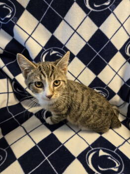 Rescue Domestic Short Hair Cats for Adoption in Littlestown, Pennsylvania - Sheldon (foster Kitten) | PetCurious