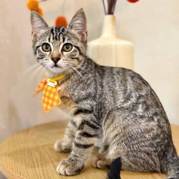 Louise Sleepy Sweets Ferrell -  Tabby and Domestic Short Hair Cat for Adoption in Friendswood, Texas - Louise Sleepy Sweets Ferrell | PetCurious