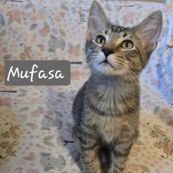 Mufasa -  Domestic Short Hair Cat for Adoption in Bentonville, Arkansas - Mufasa | PetCurious