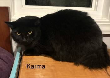 Karma -  Domestic Long Hair Cat for Adoption in White Bluff, Tennessee - Karma | PetCurious