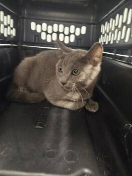 Q-bert -  Domestic Short Hair Cat for Adoption in Bloomington, Indiana - Q-bert | PetCurious