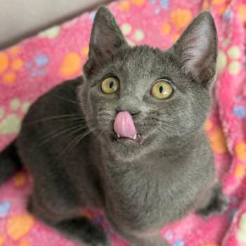 Sadie -  Domestic Short Hair Cat for Adoption in Houston, Texas - Sadie | PetCurious
