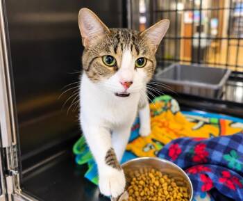 Prince -  Domestic Short Hair Cat for Adoption in Southbury, Connecticut - Prince | PetCurious