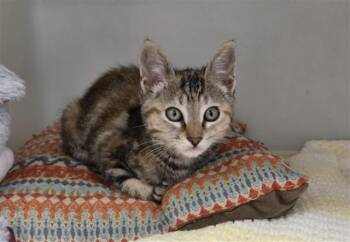 MISS MOO -  Domestic Short Hair Cat for Adoption in Salinas, California - MISS MOO | PetCurious
