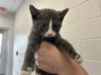 A383164 -  Domestic Short Hair Cat for Adoption in Ocala, Florida - A383164 | PetCurious