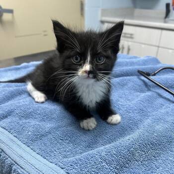 Collins -  Domestic Long Hair Cat for Adoption in Riverside, California - Collins | PetCurious