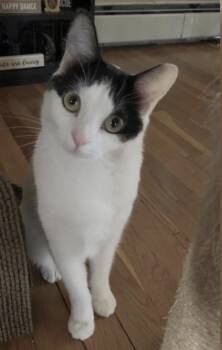 Skye and Sriracha -  Domestic Short Hair Cat for Adoption in Salem, New Hampshire - Skye And Sriracha | PetCurious