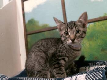 DUSTY -  Domestic Short Hair Cat for Adoption in Houston, Texas - DUSTY | PetCurious