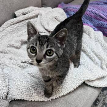 Cassiopeia and her Brothers -  Domestic Short Hair Cat for Adoption in Fairfax Station, Virginia - Cassiopeia And Her Brothers | PetCurious