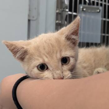 Domestic Short Hair Cats Available for Adoption in Huntsville, Arkansas - Master Squeak | PetCurious