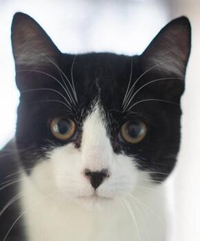 Monopoly -  Domestic Short Hair Cat for Adoption in Encinitas, California - Monopoly | PetCurious
