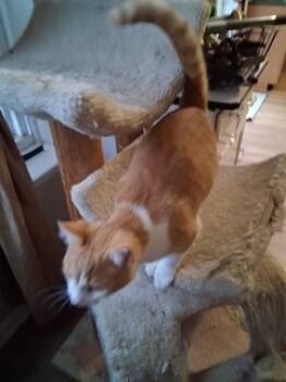 Rescue Domestic Short Hair Cats for Adoption in Fishers, Indiana - Treble | PetCurious