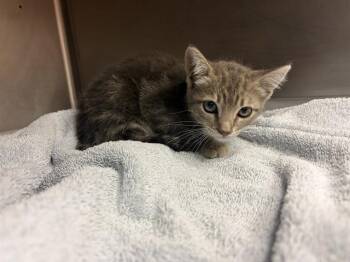 DOUGIE -  Domestic Medium Hair Cat for Adoption in Rancho Cucamonga, California - DOUGIE | PetCurious