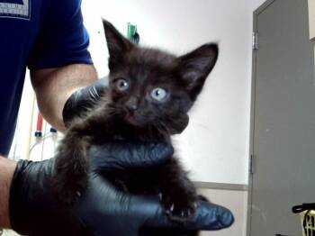 A1048281 -  Domestic Short Hair Cat for Adoption in Martinez, California - A1048281 | PetCurious