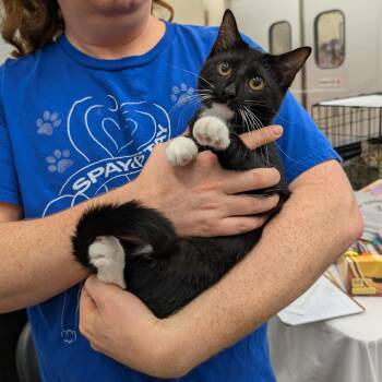 Rescue Domestic Short Hair and Tuxedo Cats for Adoption in Hainesville, Illinois - Tux | PetCurious