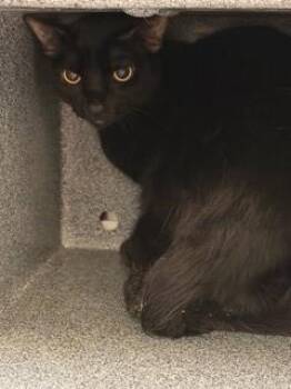 Domestic Medium Hair and Domestic Short Hair Cats Available for Adoption - Laurent | PetCurious