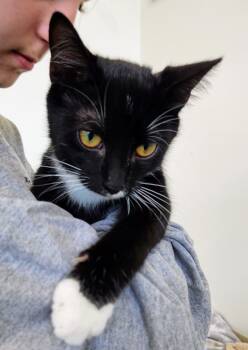 Rescue Domestic Short Hair Cats for Adoption in Chapel Hill, North Carolina - ECLAIR | PetCurious