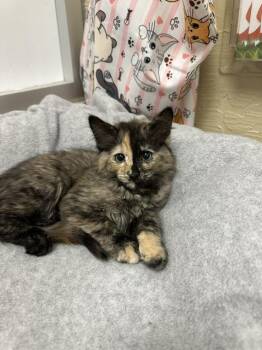 Rose -  Tortoiseshell Cat for Adoption in Parlier, California - Rose | PetCurious