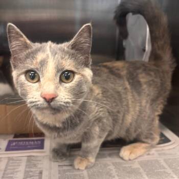 Domestic Short Hair Cats Available for Adoption - Tegan | PetCurious