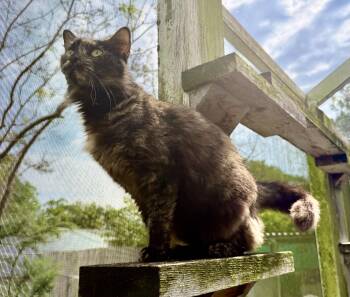 Calico and Domestic Long Hair Cats Available for Adoption in Homestead, Florida - Cha Cha  | PetCurious