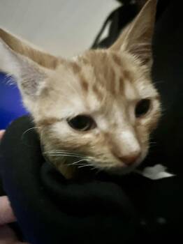 Dane -  Domestic Short Hair Cat for Adoption in Oviedo, Florida - Dane | PetCurious