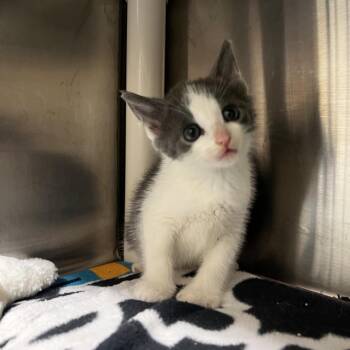 Claribel -  Domestic Short Hair Cat for Adoption in Harrisville, West Virginia - Claribel | PetCurious