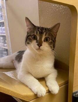 Domestic Short Hair Cats Available for Adoption - Remy (bonded To Turbo) | PetCurious