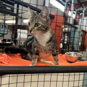 Domestic Short Hair Cats Available for Adoption in Sarasota, Florida - Brianna | PetCurious