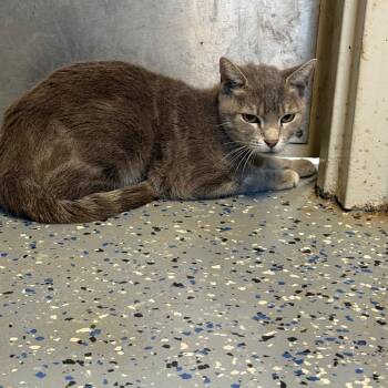 Strawberry Shortcake -  Domestic Short Hair Cat for Adoption in Tuscaloosa, Alabama - Strawberry Shortcake | PetCurious