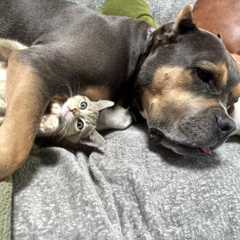 Octupus -  Domestic Short Hair Cat for Adoption in Spokane, Washington - Octupus | PetCurious