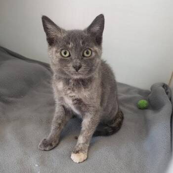 Eexrih -  Domestic Short Hair Cat for Adoption in Oakland, California - Eexrih | PetCurious