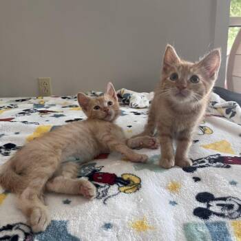 Homer -  Domestic Short Hair Cat for Adoption in Brockton, Massachusetts - Homer | PetCurious