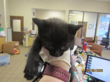 A379960 -  Domestic Short Hair Cat for Adoption in Ocala, Florida - A379960 | PetCurious