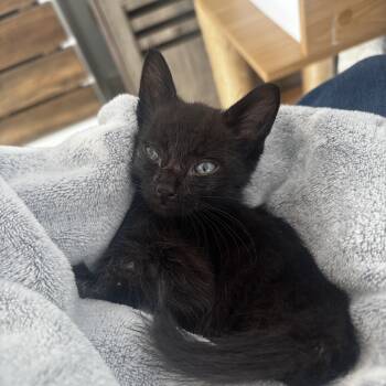 Holloway -  Domestic Short Hair Cat for Adoption in Ewa Beach, Hawaii - Holloway | PetCurious