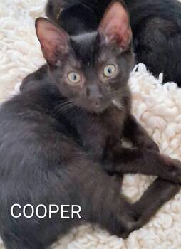 Cooper -  Domestic Short Hair Cat for Adoption in Redondo Beach, California - Cooper | PetCurious