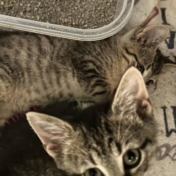 Vaughn -  Domestic Short Hair Cat for Adoption in Columbia, Missouri - Vaughn | PetCurious