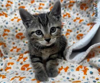 Domestic Short Hair Cats Available for Adoption in Moreno Valley, California - A551147 | PetCurious