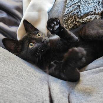 Toph -  Domestic Short Hair Cat for Adoption in Abbotsford, British Columbia - Toph | PetCurious