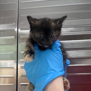 Domestic Medium Hair Cats Available for Adoption in Columbiana, Alabama - Toblerone | PetCurious