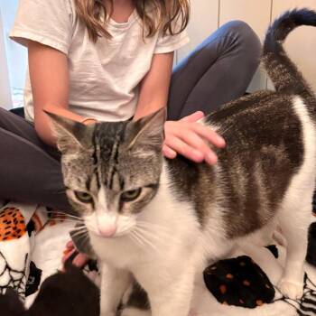 Domestic Short Hair Cats Available for Adoption in Austin, Texas - Holly Molly | PetCurious