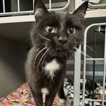 Domestic Short Hair Cats Available for Adoption - Missy | PetCurious