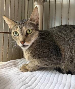 Domestic Short Hair Cats Available for Adoption in Key West, Florida - Kit Kat | PetCurious