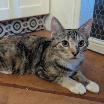 Pam -  Domestic Short Hair Cat for Adoption in Jupiter, Florida - Pam | PetCurious