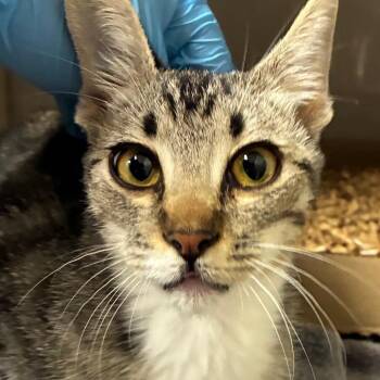Tea -  Domestic Short Hair Cat for Adoption in Yuma, Arizona - Tea | PetCurious