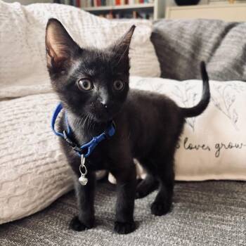Ash -  Domestic Short Hair Cat for Adoption in South Miami, Florida - Ash | PetCurious