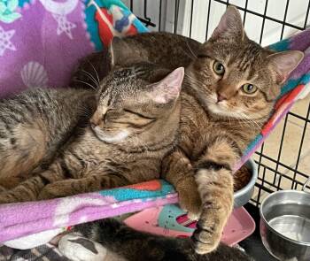 Domestic Short Hair Cats Available for Adoption - Candi & Charm | PetCurious